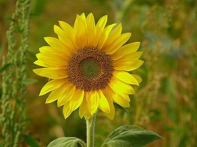 Image result for ý nghĩa hoa hướng dương PHUNUNET